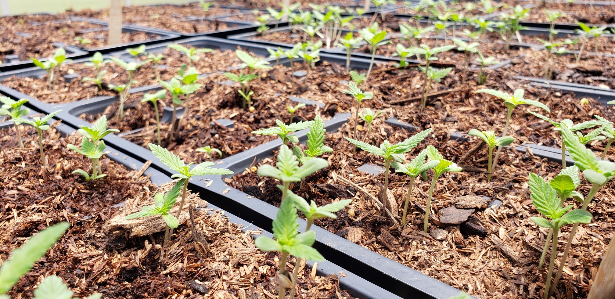 Hemp Plants - SU Ag Center